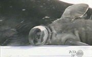 ABC Graphic: wettle seals